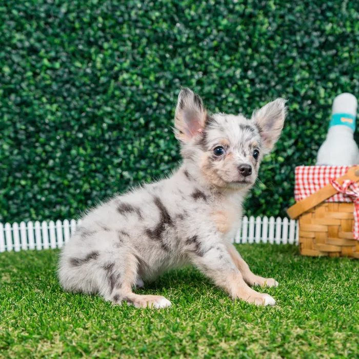 Male Chihuahua puppy named Benito for sale at Puppy Dreams - Missouri City.