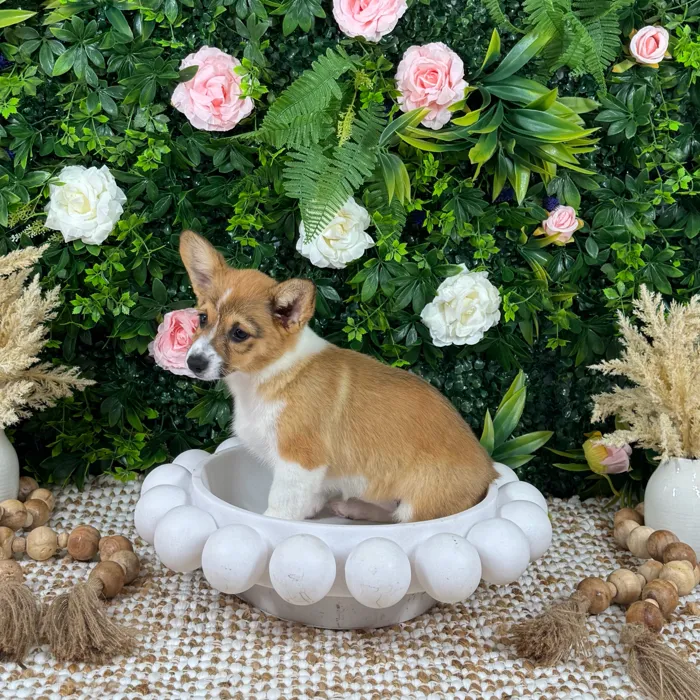 Female Pembroke Welsh Corgi puppy named Thea for sale at Puppy Dreams - Katy.