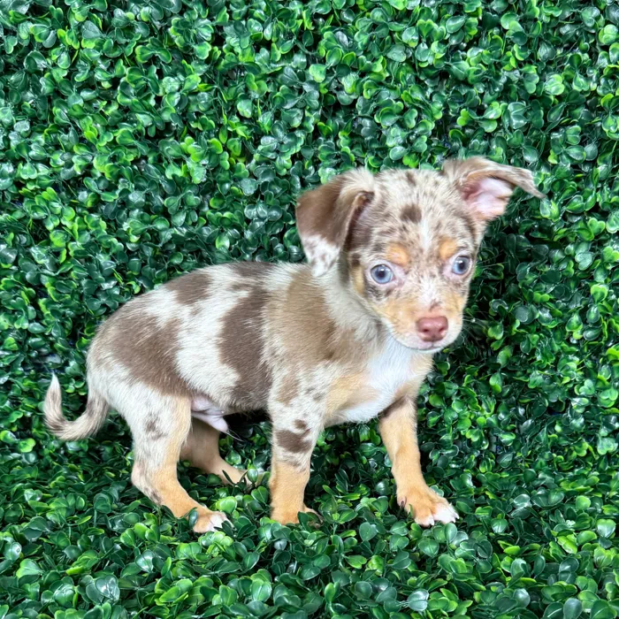 Male Chihuahua puppy named Brownie for sale at Puppy Dreams - Missouri City.