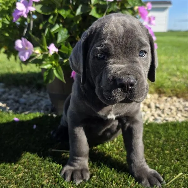 Female Cane Corso puppy named Chanel for sale at Puppy Dreams - Katy.