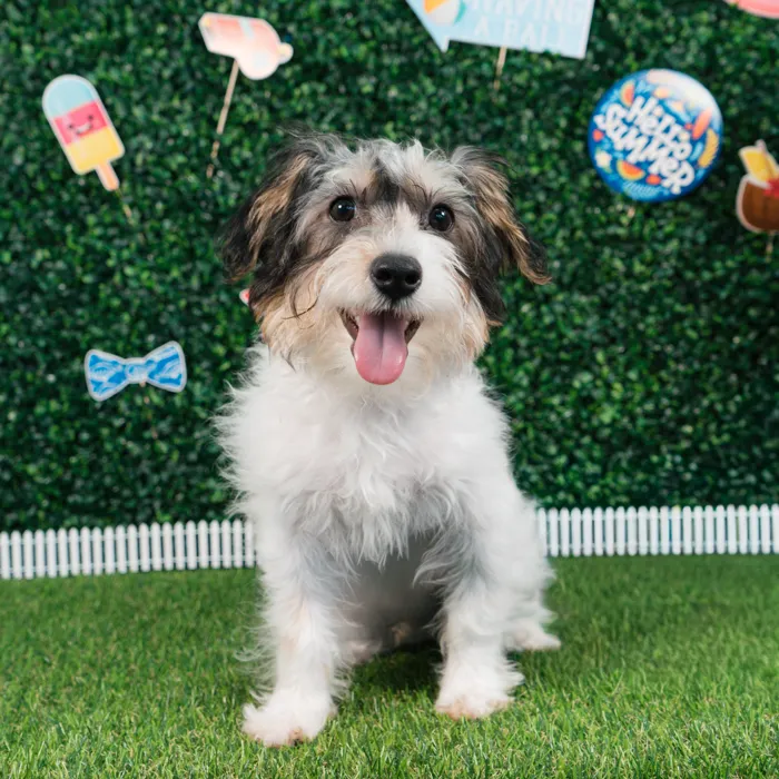 Male Yorkie-Poo puppy named Romeo for sale at Puppy Dreams - Missouri City.