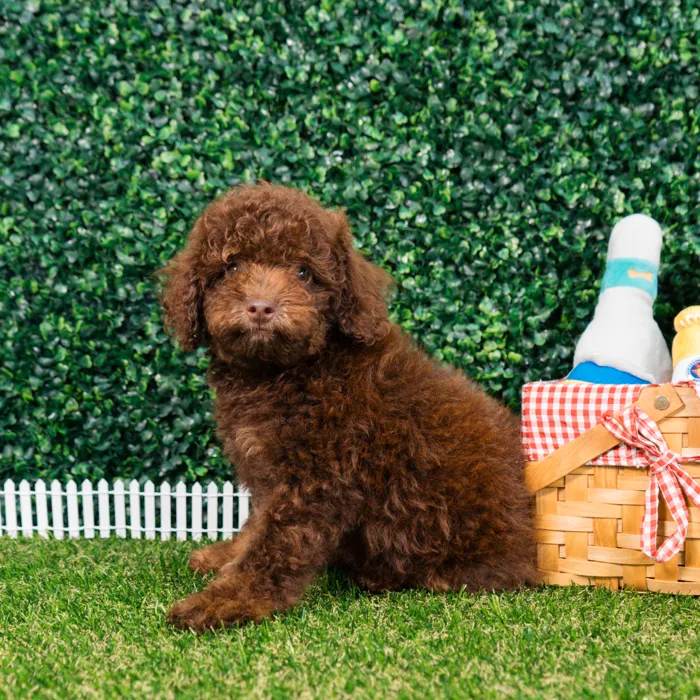 Male Mini Poodle puppy named Pepper for sale at Puppy Dreams - Missouri City.