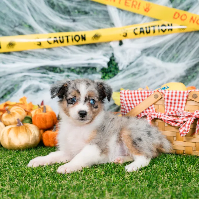 Female Mini Aussie puppy named Ivy for sale at Puppy Dreams - Missouri City.