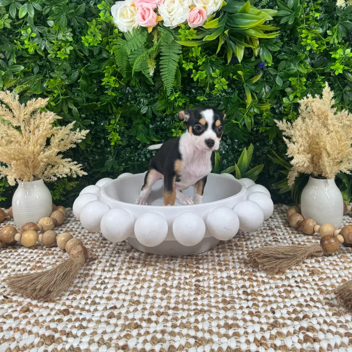 Male Chihuahua puppy named Joker for sale at Puppy Dreams - Katy.