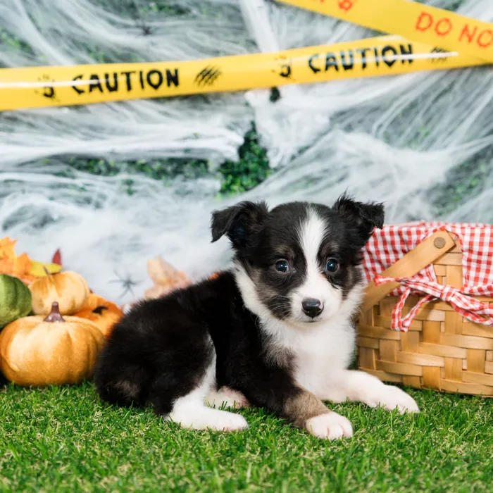 Male Mini Aussie puppy named Bean for sale at Puppy Dreams - Missouri City.