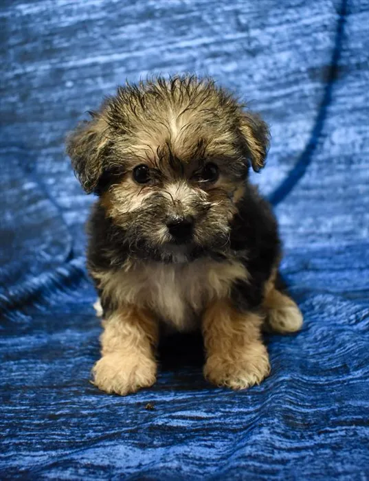 Male Morkie puppy for sale at Puppy Dreams - Missouri City.