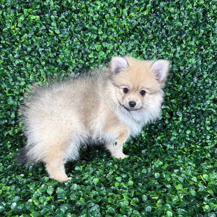 Female Pomeranian puppy named Zara for sale at Puppy Dreams - Missouri City.
