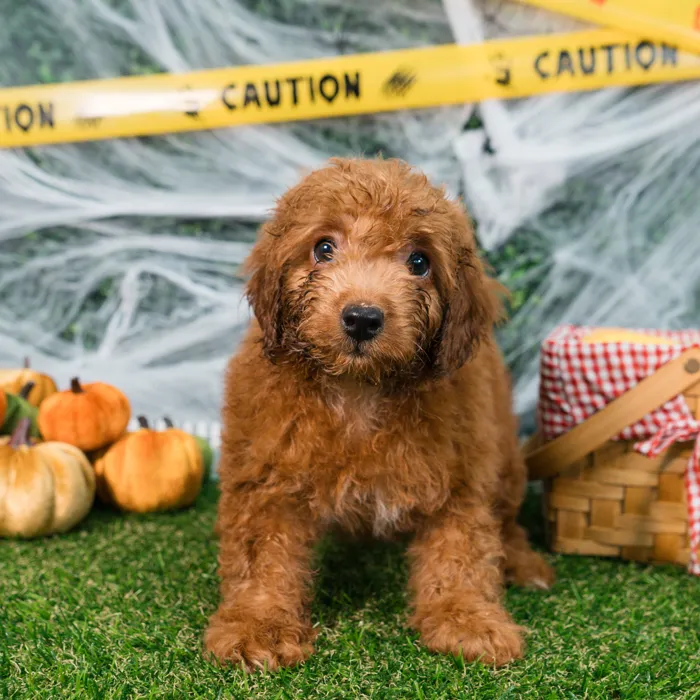 Male Cockapoo puppy named Ozzy for sale at Puppy Dreams - Missouri City.