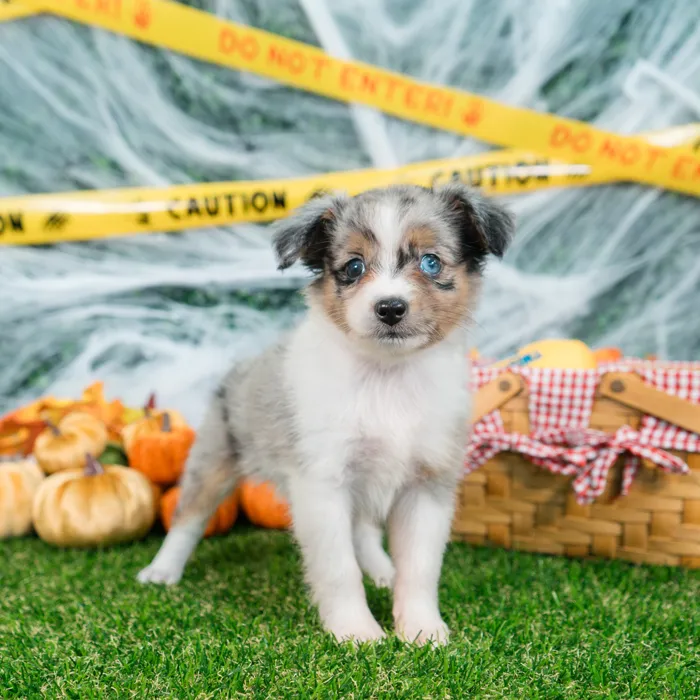 Female Mini Aussie puppy named Ivy for sale at Puppy Dreams - Missouri City.