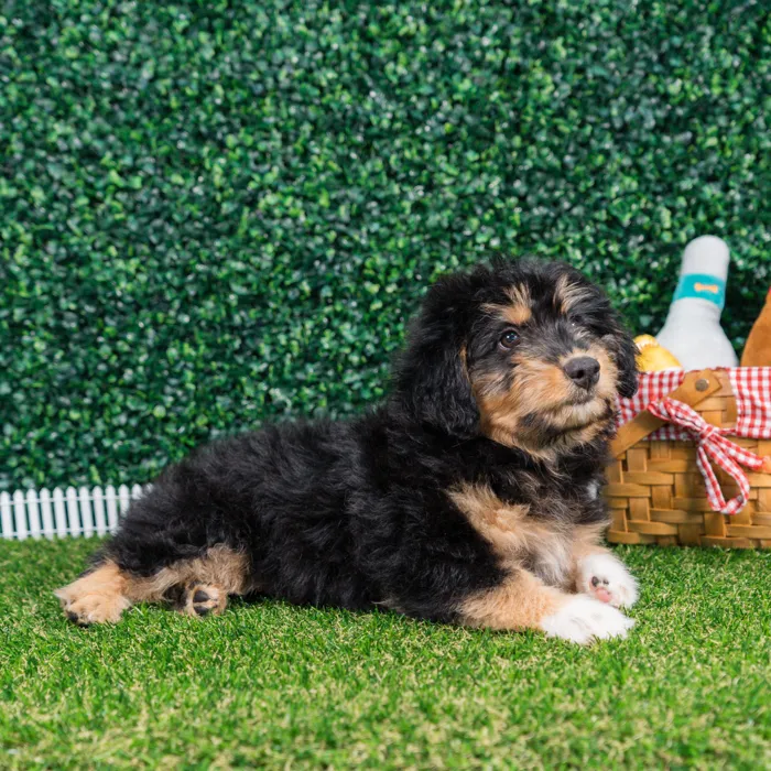 Female Mini Aussie Poo puppy named Luna for sale at Puppy Dreams - Missouri City.