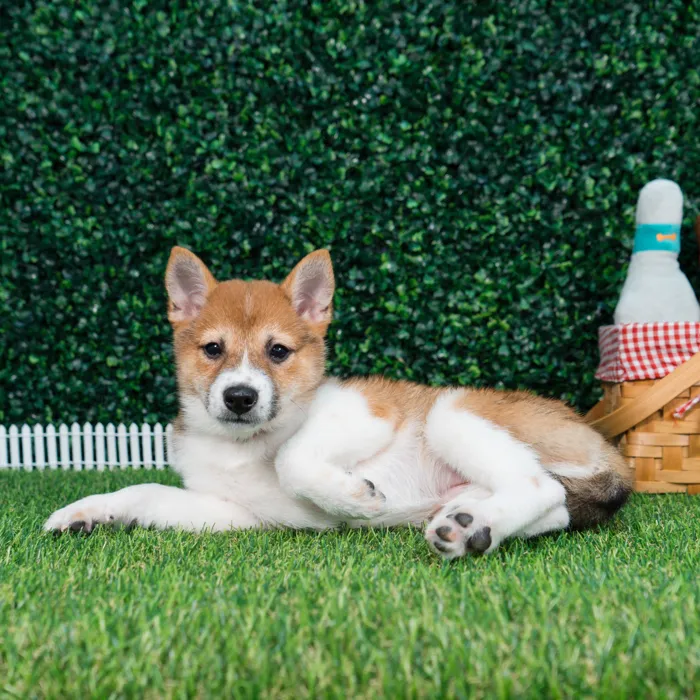 Female Shiba Inu puppy named Nami for sale at Puppy Dreams - Missouri City.