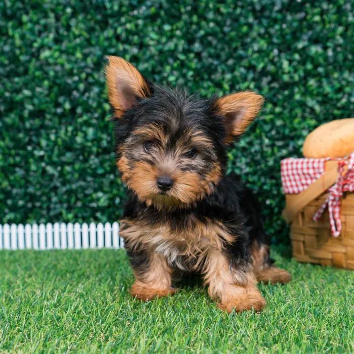 Male Yorkie puppy named Axel for sale at Puppy Dreams - Missouri City.