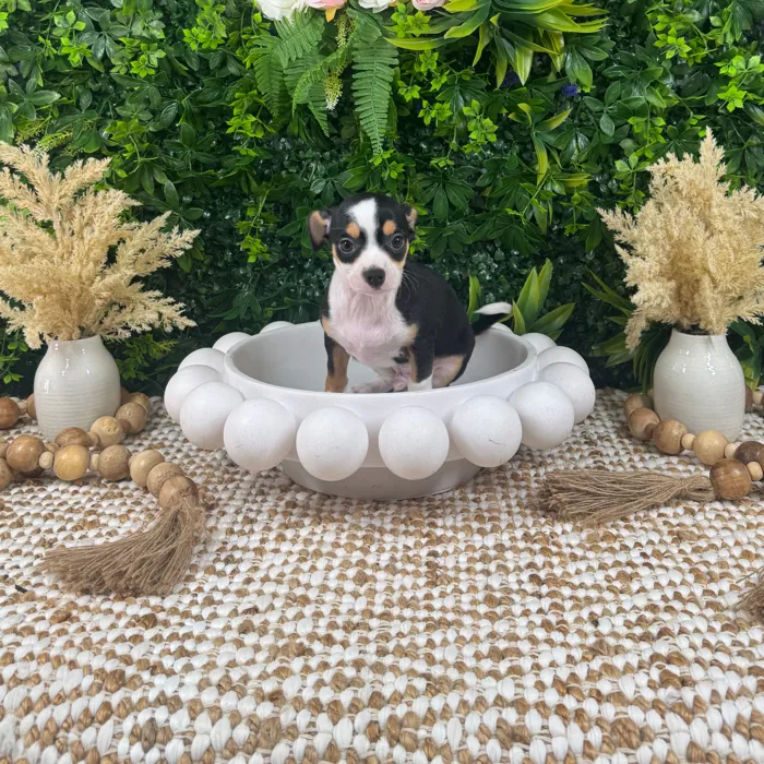 Male Chihuahua puppy named Joker for sale at Puppy Dreams - Katy.