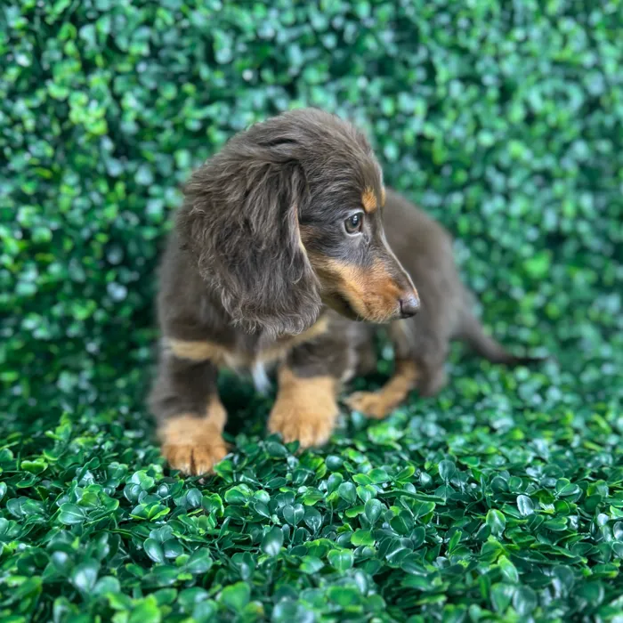 Female Dachshund puppy named Maple for sale at Puppy Dreams - Missouri City.