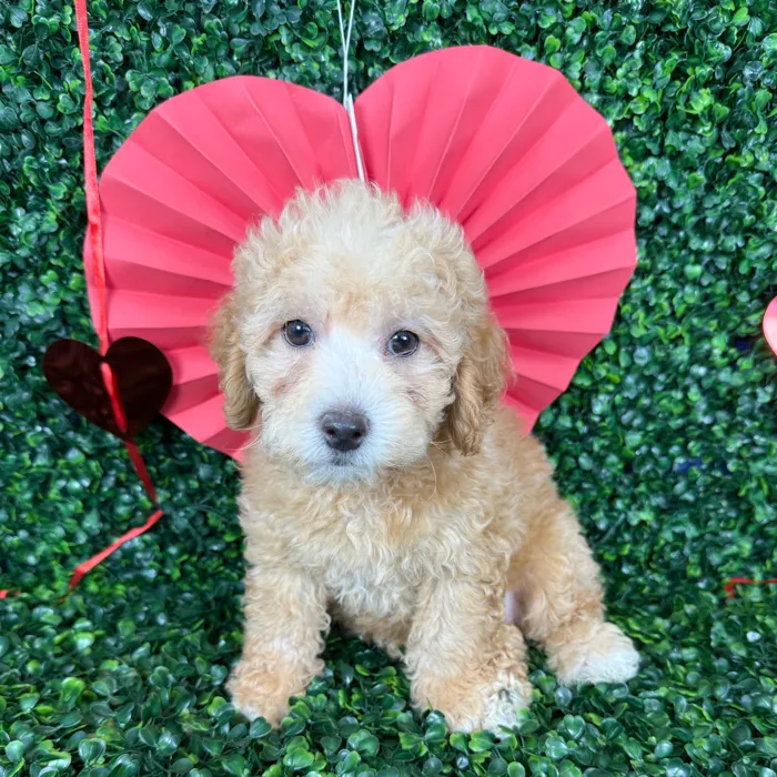 Female Bichon-Poodle puppy named Honey for sale at Puppy Dreams - Missouri City.