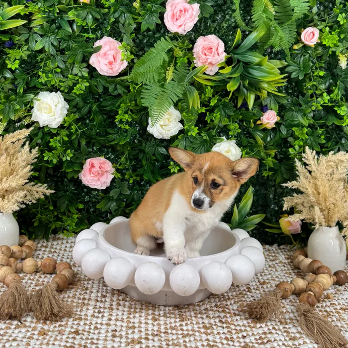 Female Pembroke Welsh Corgi puppy named Thea for sale at Puppy Dreams - Katy.