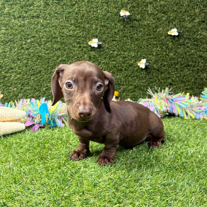 Female Dachshund puppy named Nala for sale at Puppy Dreams - Missouri City.