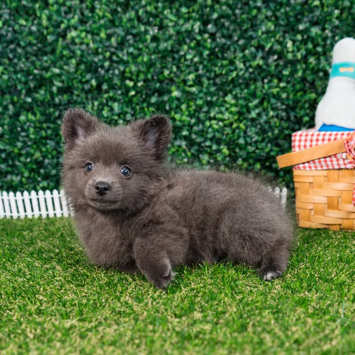 Female Pomchi puppy named Misty for sale at Puppy Dreams - Missouri City.