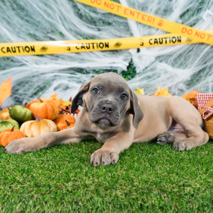 Female Cane Corso puppy named Willow for sale at Puppy Dreams - Missouri City.