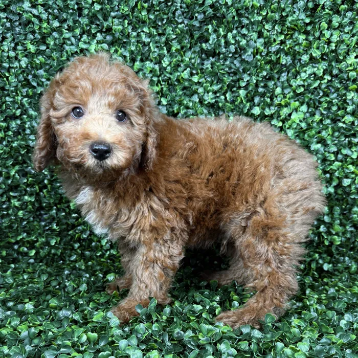 Male Goldendoodle puppy named Oliver for sale at Puppy Dreams - Missouri City.