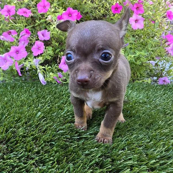 Male Chihuahua puppy for sale at Puppy Dreams - Missouri City.