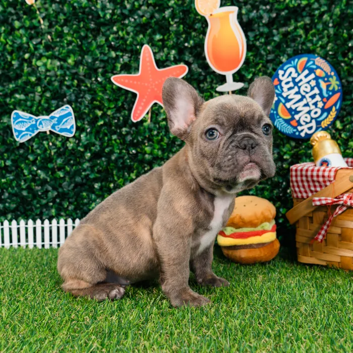 Male French Bulldog puppy named Tigger for sale at Puppy Dreams - Missouri City.