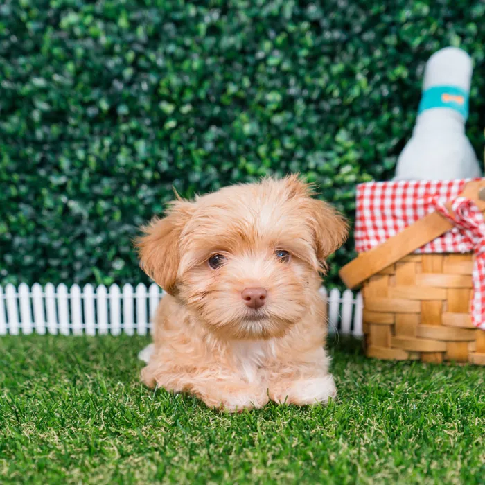 Female Havashire puppy named Ellie for sale at Puppy Dreams - Missouri City.