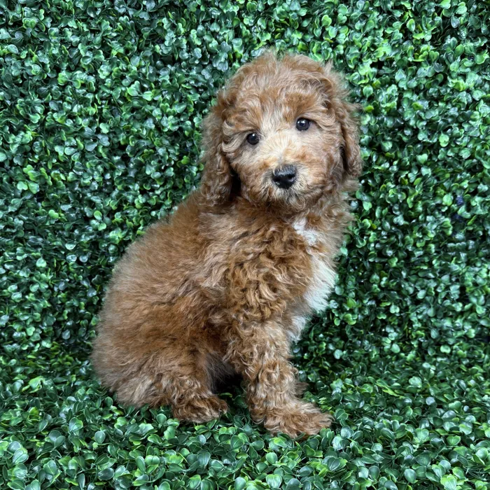 Male Goldendoodle puppy named Oliver for sale at Puppy Dreams - Missouri City.