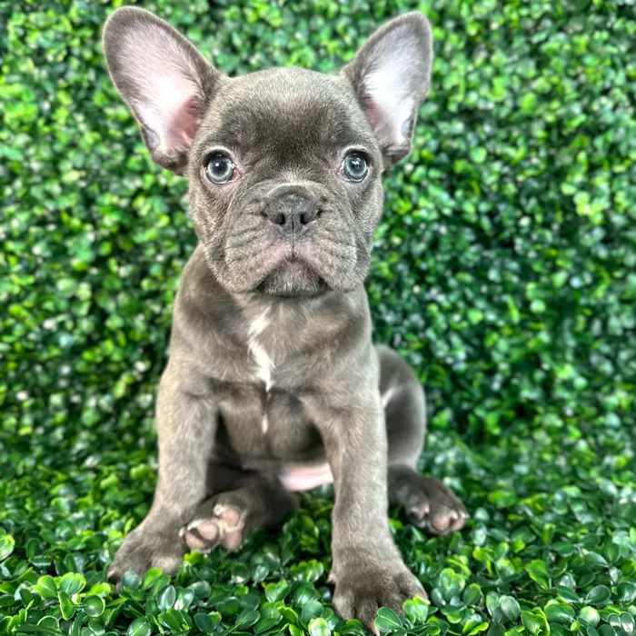 Female French Bulldog puppy named Waffle for sale at Puppy Dreams - Missouri City.