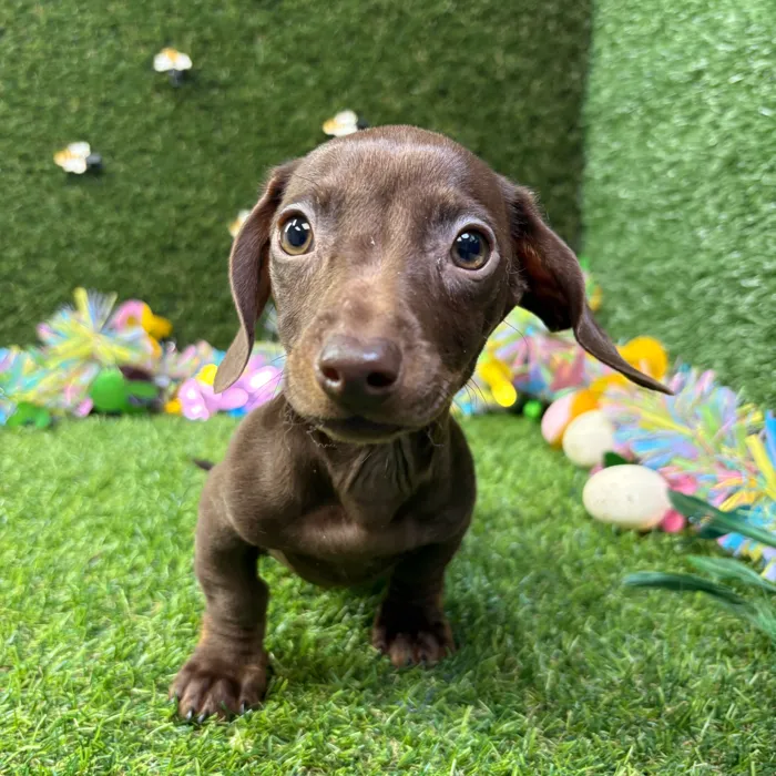 Female Dachshund puppy named Nala for sale at Puppy Dreams - Missouri City.