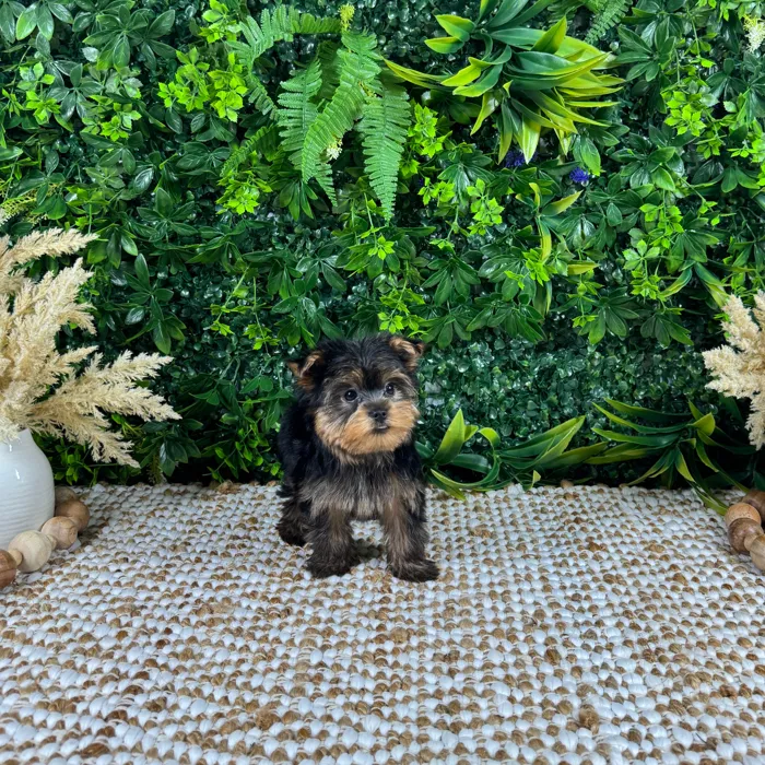 Male Yorkie puppy named Bingo for sale at Puppy Dreams - Katy.