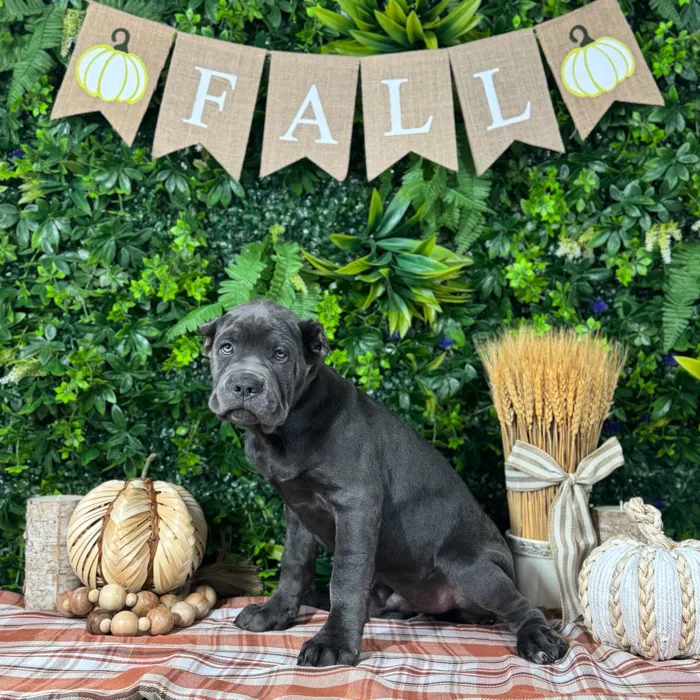 Male Cane Corso puppy named Hunter for sale at Puppy Dreams - Katy.