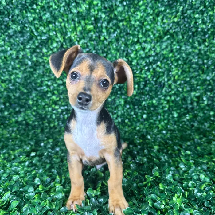 Male Chiweenie puppy named Dexter for sale at Puppy Dreams - Missouri City.