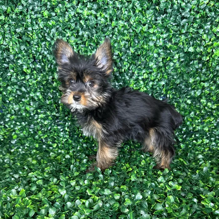 Female Yorkie puppy named Molly for sale at Puppy Dreams - Missouri City.