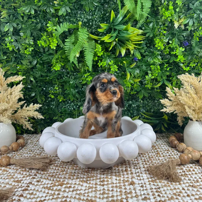 Male Cavalier King Charles Spaniel puppy named Buggy for sale at Puppy Dreams - Katy.