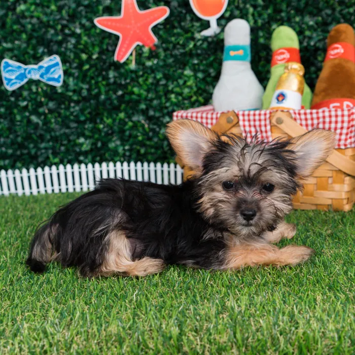 Female Morkie puppy named Daphne for sale at Puppy Dreams - Missouri City.