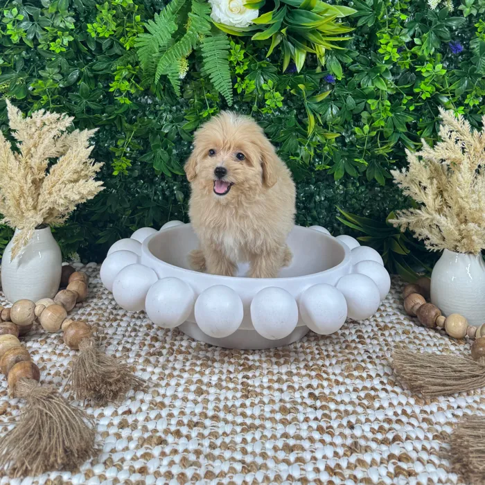 Female Pom-A-Poo puppy named Amelia for sale at Puppy Dreams - Katy.