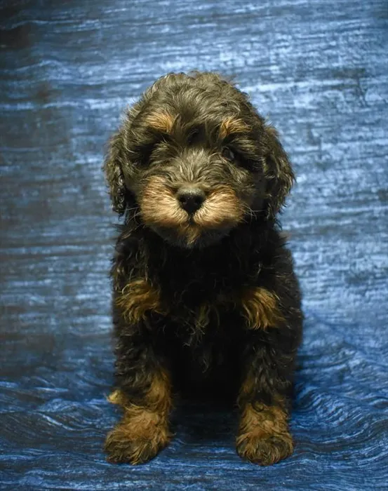 Female Bernedoodle puppy for sale at Puppy Dreams - Missouri City.