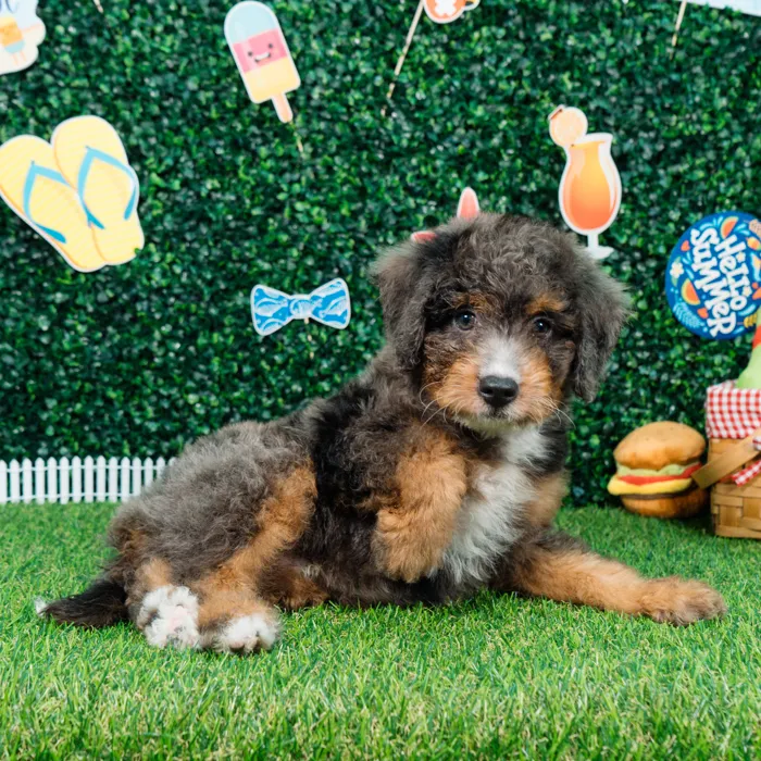 Male Bernedoodle puppy named Logan for sale at Puppy Dreams - Missouri City.