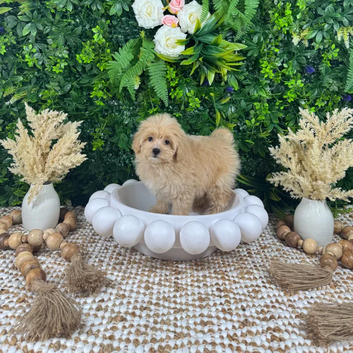 Female Pom-A-Poo puppy named Amelia for sale at Puppy Dreams - Katy.