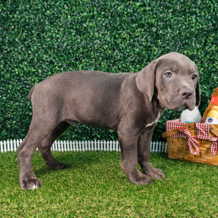 Male Cane Corso puppy named Steel for sale at Puppy Dreams - Missouri City.