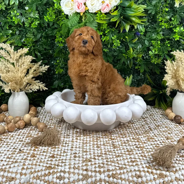 Male Mini Goldendoodle puppy named Maverick for sale at Puppy Dreams - Katy.