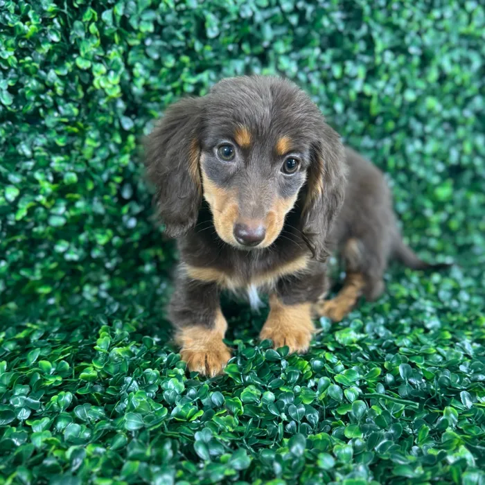 Female Dachshund puppy named Maple for sale at Puppy Dreams - Missouri City.