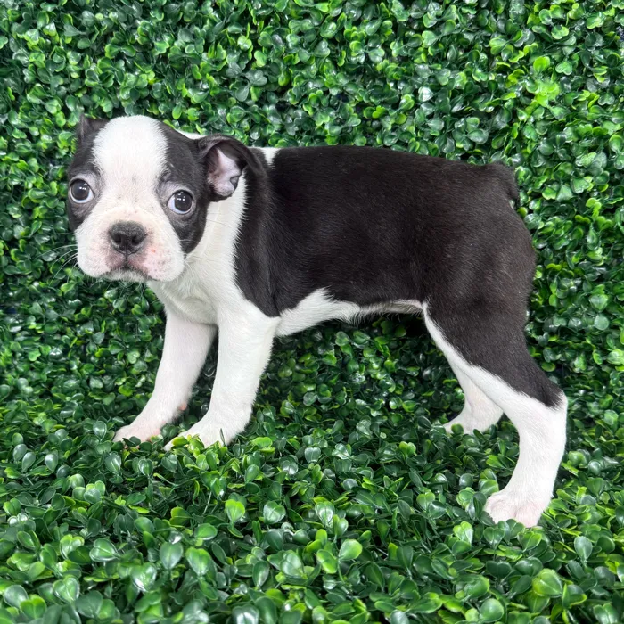 Female Boston Terrier puppy named Bella for sale at Puppy Dreams - Missouri City.