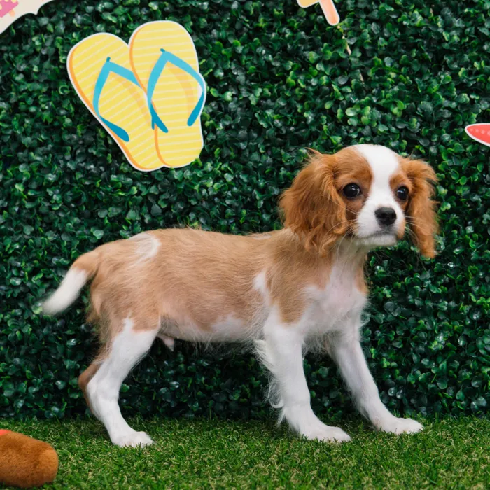Male Cavalier King Charles Spaniel puppy named Mr. Jasper for sale at Puppy Dreams - Missouri City.