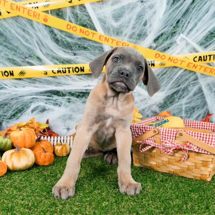 Female Cane Corso puppy named Willow for sale at Puppy Dreams - Missouri City.