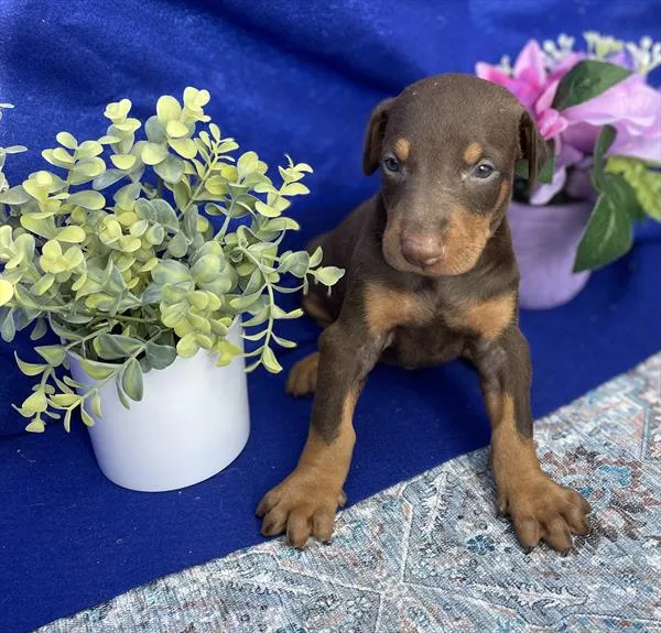 Male Doberman Pinscher puppy for sale at Puppy Dreams - Missouri City.