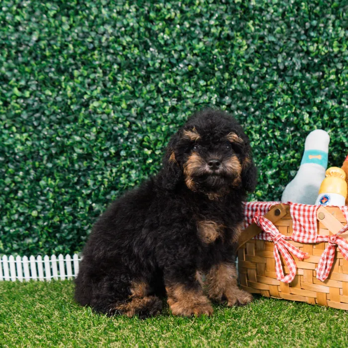Male Mini Poodle puppy named Reese for sale at Puppy Dreams - Missouri City.