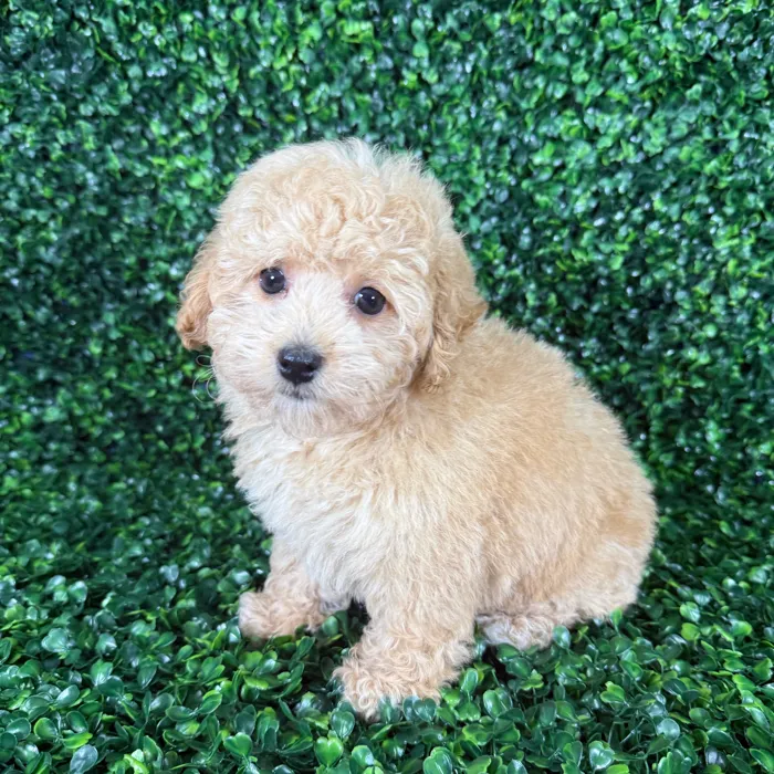 Male Poodle puppy named Louie for sale at Puppy Dreams - Missouri City.