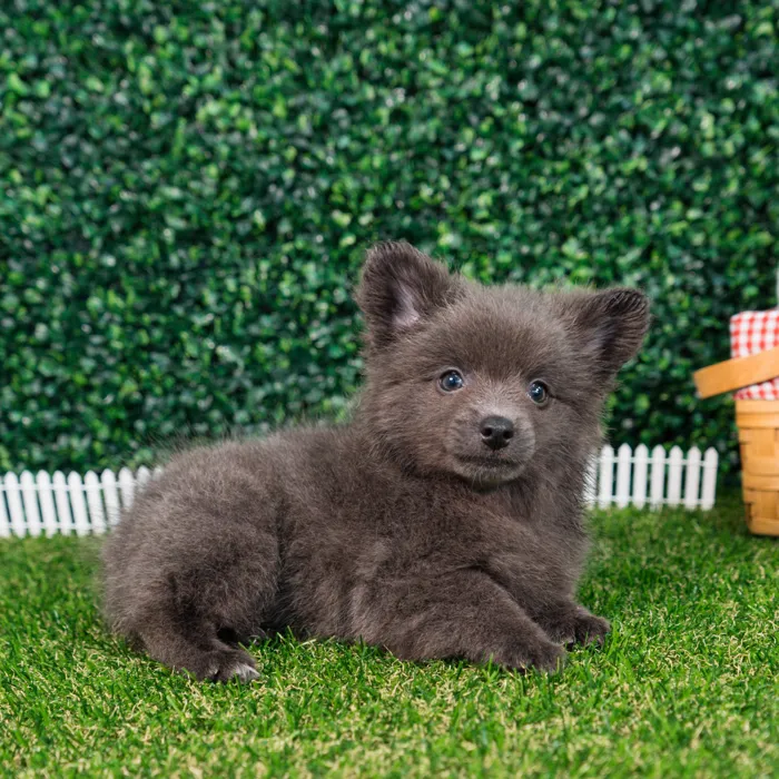 Female Pomchi puppy named Misty for sale at Puppy Dreams - Missouri City.